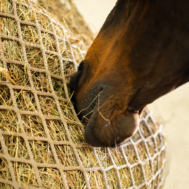 Randaco Filet à foin sac à foin filet à foin filet extrêmement résistant à  la déchirure pour chevaux moutons bovins 1 pièce 160 x 100cm
