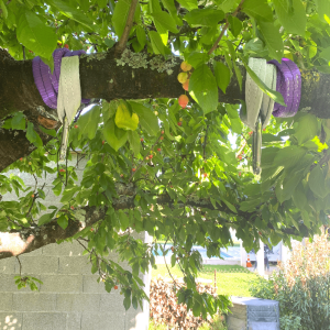 Élingue plate avec boucles - Arbre