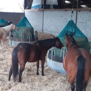 Hay net - Round bales