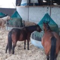 Custom-made hay net - Round bales