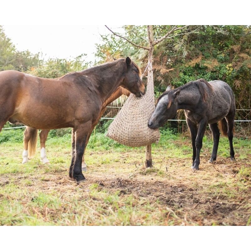 Équitation éthologique, chevaux